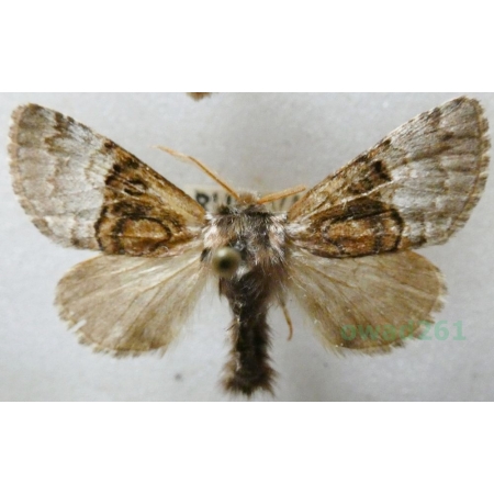 Colocasia coryli (Linnaeus, 1758) Połacica leszczynówka Czech37l